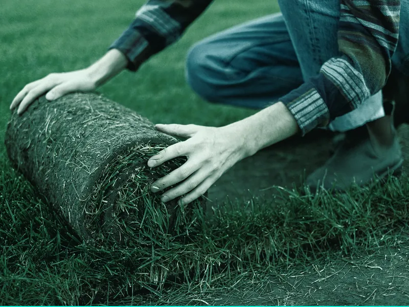 Landscaper rolling out fresh turf over a prepared garden bed